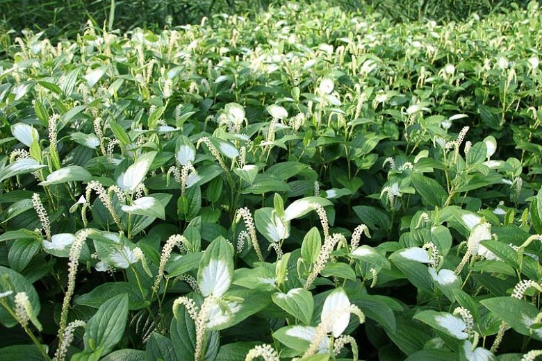 This plant thrives in wet, boggy conditions, making it ideal for ponds, water gardens, and riparian environments.