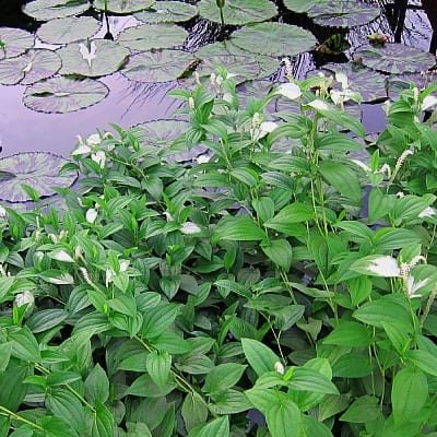 It prefers shallow water or moist soil, making it a perfect addition to marginal zones.