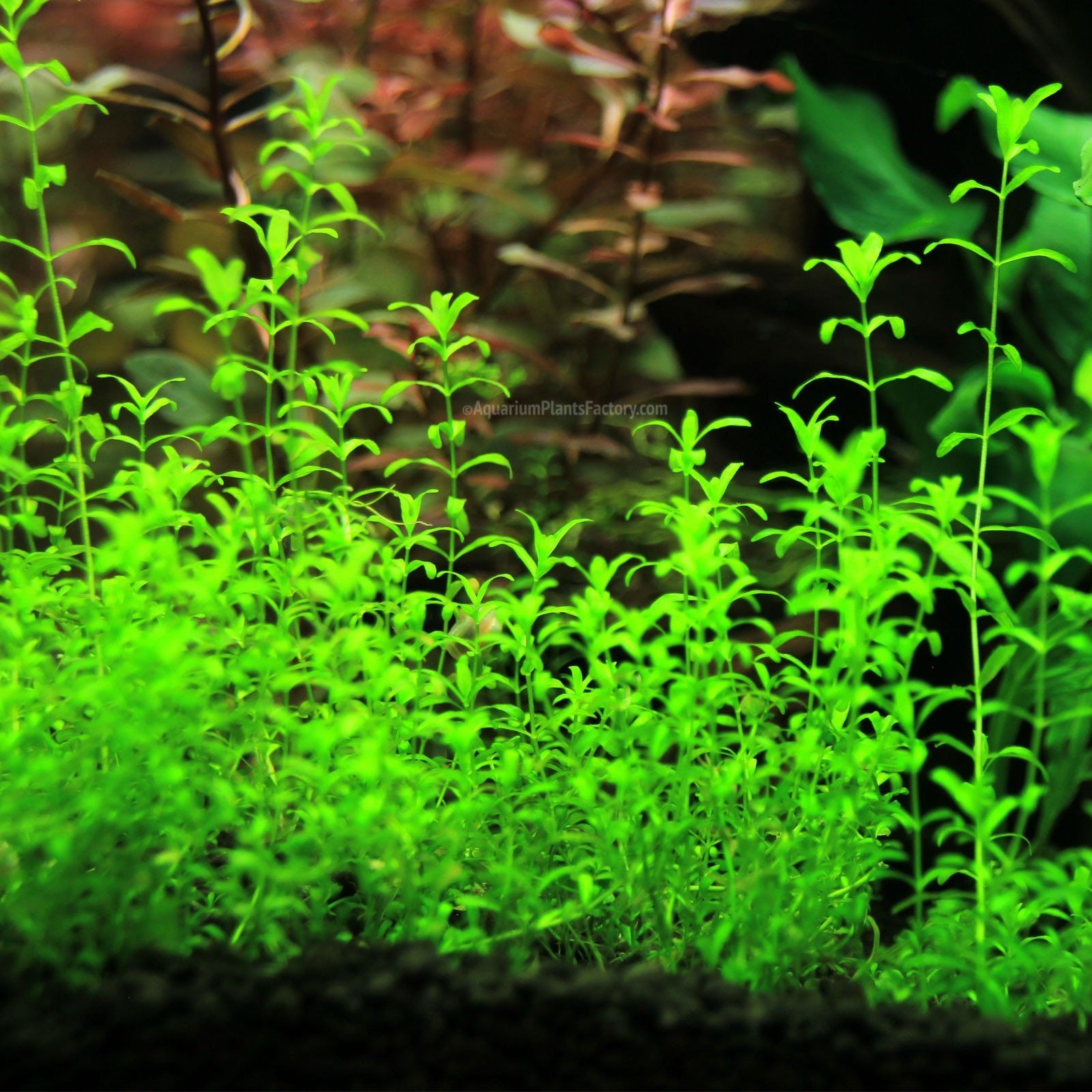 Pearlweed (Hemianthus Micranthemoides) can be planted in the substrate or attached to rocks and driftwood.