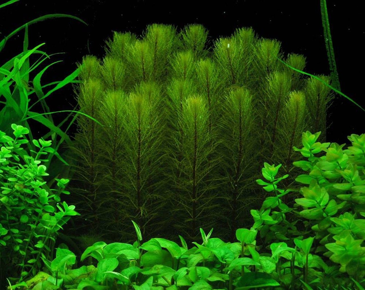 Its dense, bushy growth provides excellent cover for fish and aquatic animals, making it a functional addition to any aquarium.