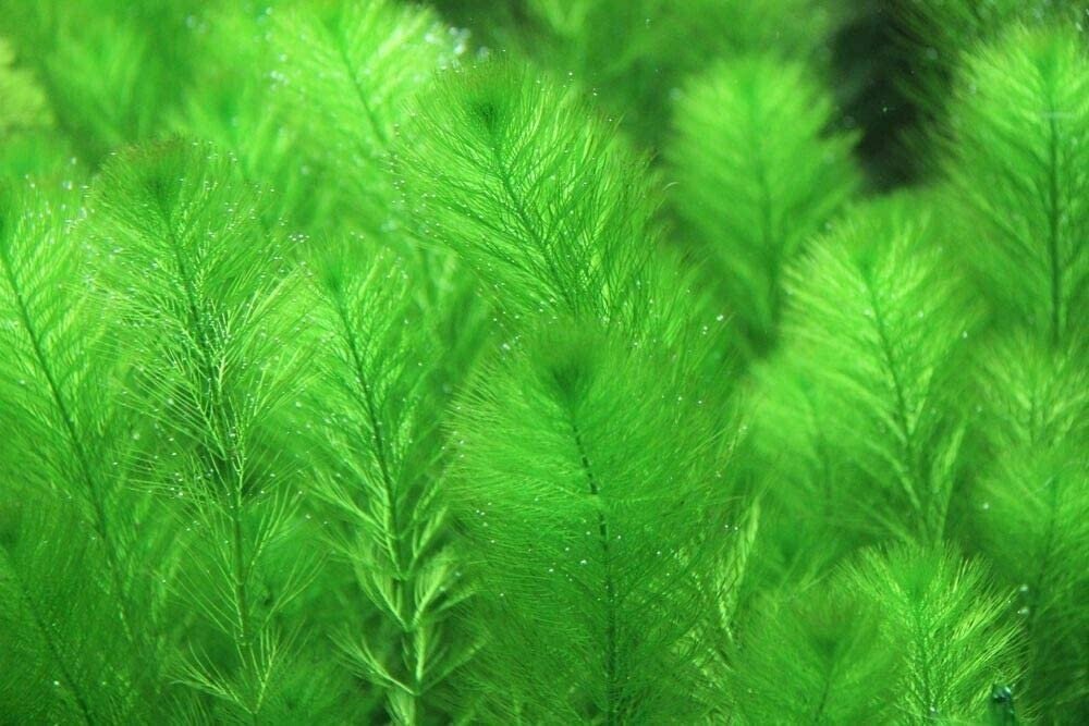 This plant grows rapidly under favorable conditions, reaching impressive heights in aquariums.
