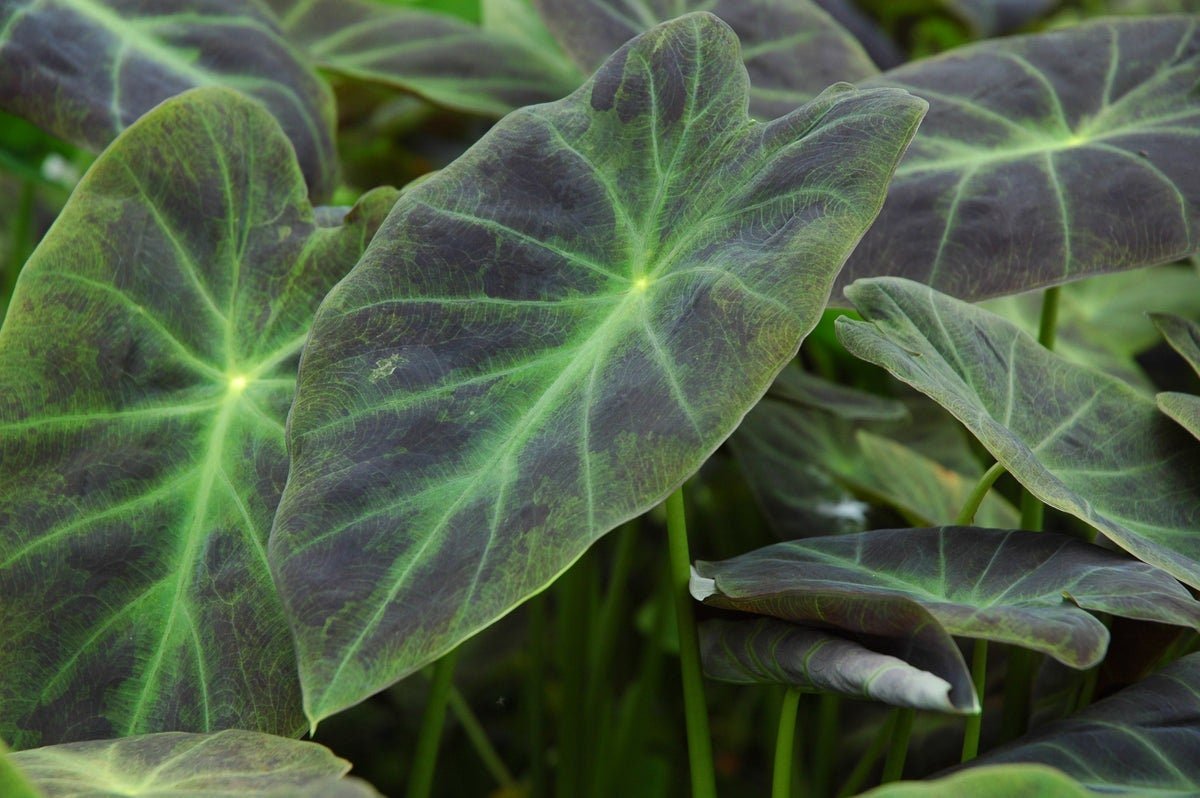 Taro 'Imperial' (Colocasia Esculenta) is a bold, tropical plant with impressive heart-shaped leaves that display a deep green hue.