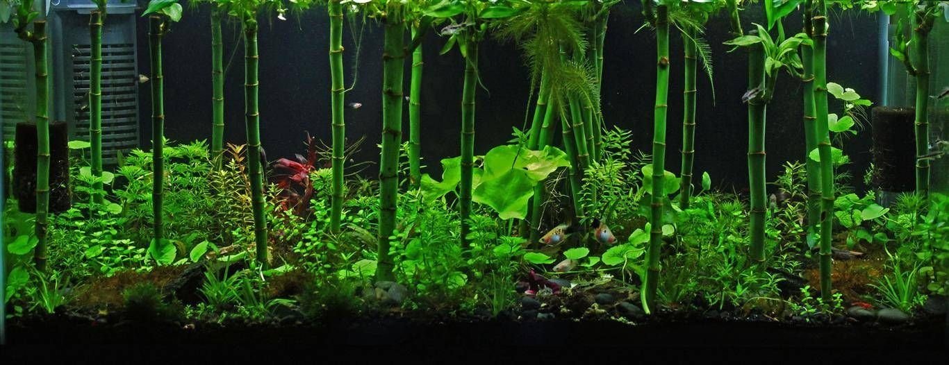 This plant thrives in indirect sunlight and prefers moderate to low light conditions, making it an ideal choice for indoor environments.