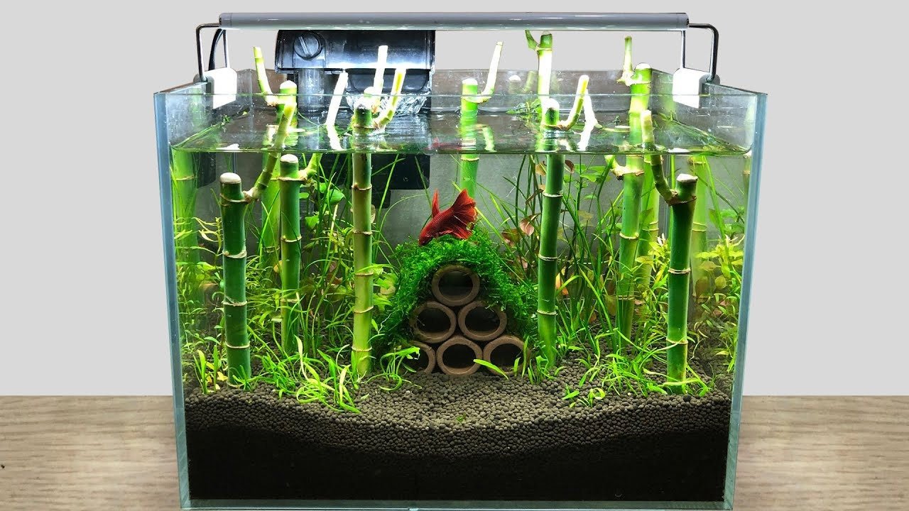 Lucky Bamboo is incredibly easy to care for, requiring minimal maintenance. When grown in water, it needs clean, filtered water to thrive.