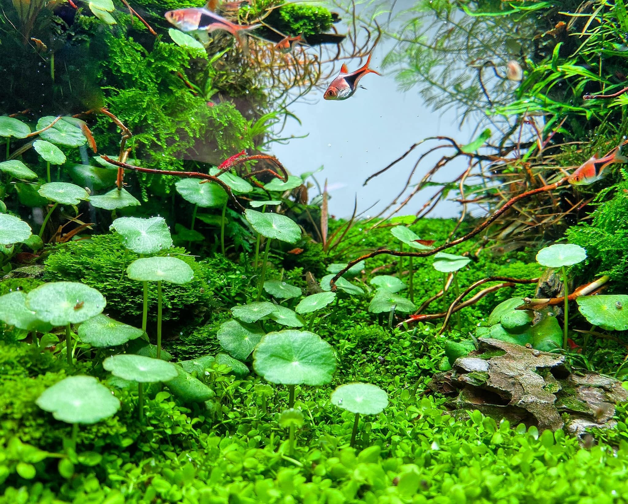 Pennywort (Hydrocotyle sp.) thrives in a variety of conditions, making it a popular choice for aquascaping.