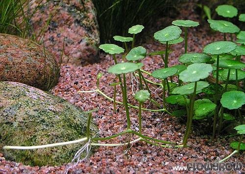 Its ability to grow both submerged and emersed makes it adaptable for tanks, paludariums, and ponds, enhancing both underwater and above-water environments.