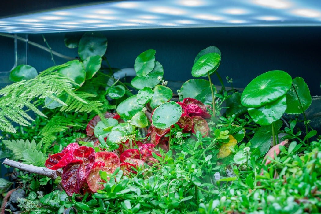 Pennywort is low-maintenance and does not require CO2 supplementation to thrive, though additional CO2 can boost its growth.