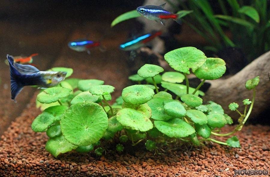Its leaves create shade and refuge for shrimp, small fish, and other aquatic life, promoting a balanced and healthy ecosystem.