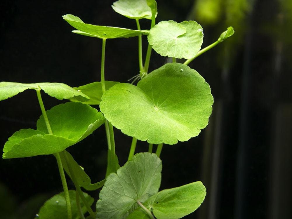 Brazilian Pennywort features round, kidney-shaped leaves that grow on long stems, creating a beautiful green carpet effect in water gardens, ponds, and aquascapes.