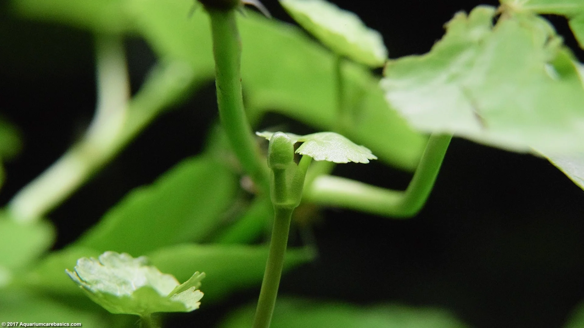 Brazilian Pennywort is known for its rapid growth, making it effective for controlling algae by competing for nutrients and light in the water.