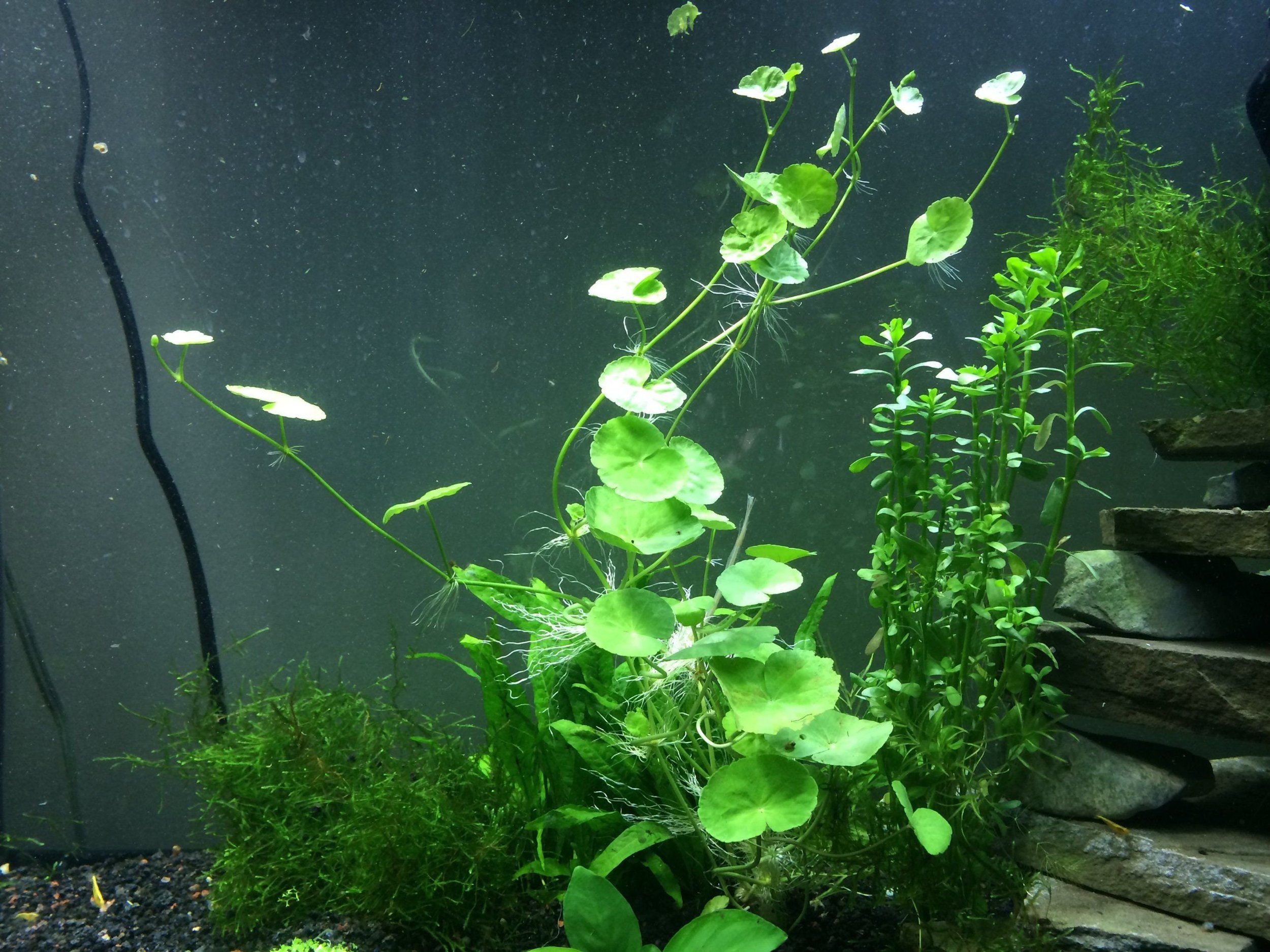 Brazilian Pennywort is easy to propagate, as it can be divided or cut, allowing gardeners to create new plants from existing ones with minimal effort.