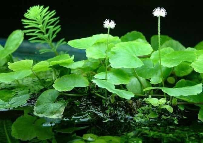 This plant is also beneficial for water quality, as it absorbs excess nutrients and helps oxygenate the water, promoting a healthier ecosystem.