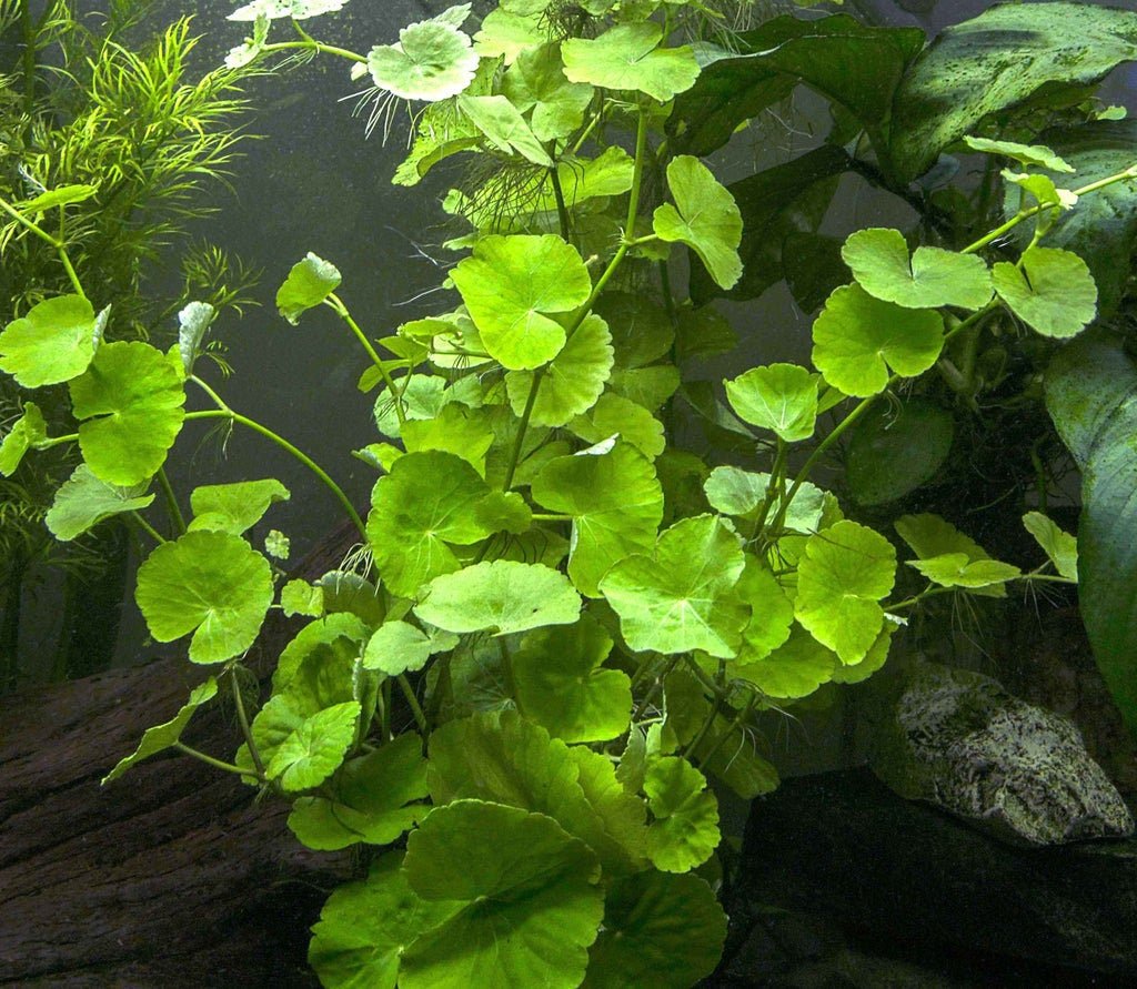 Brazilian Pennywort is suitable for USDA zones 8-11, thriving in warm climates but also adaptable to various growing conditions.