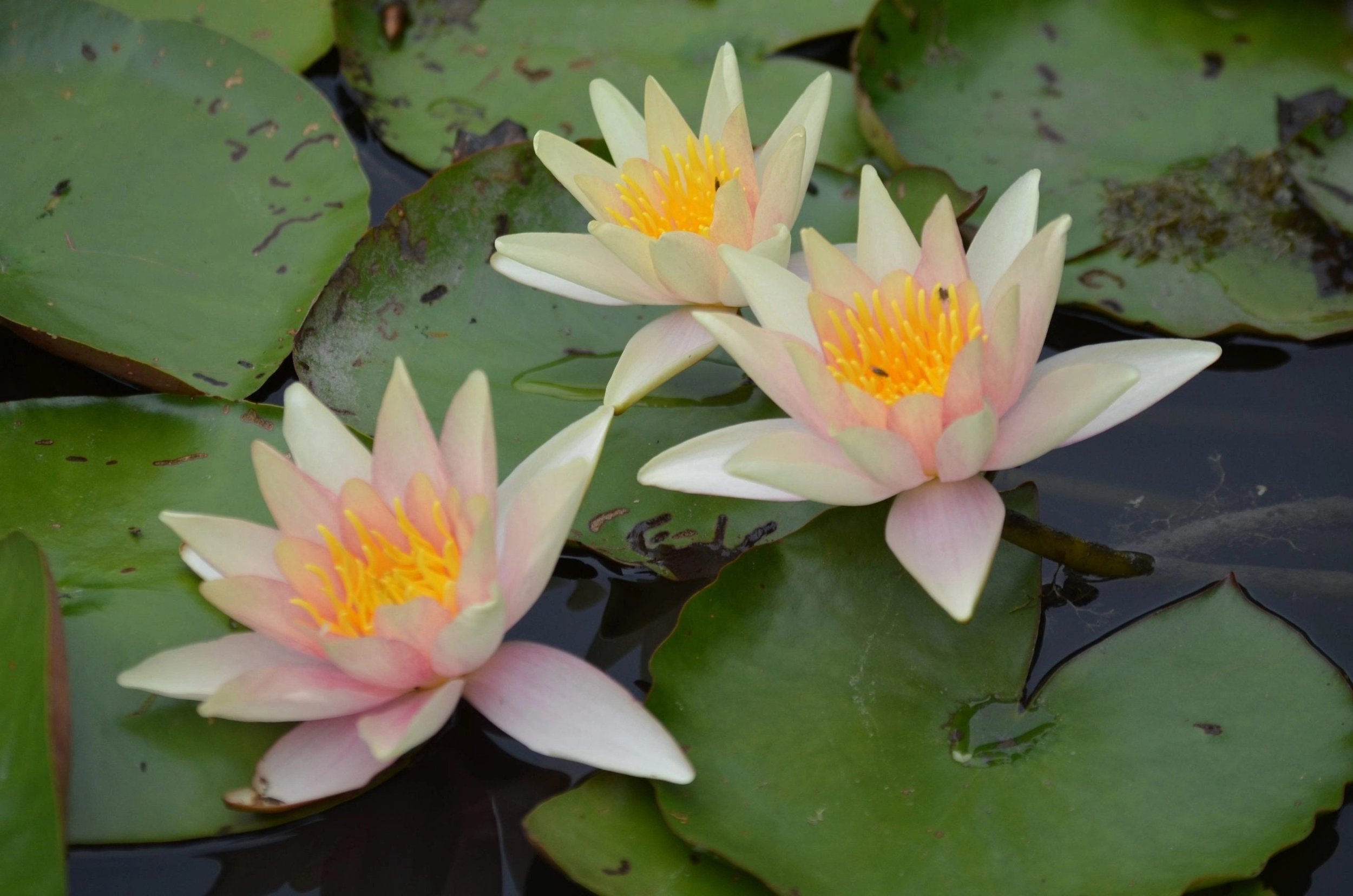 Nymphaea 'Sioux' Water Lily is a unique and stunning aquatic plant, known for its multi-colored blooms that transition from yellow to deep orange, and finally, to a rich copper-red as they age.