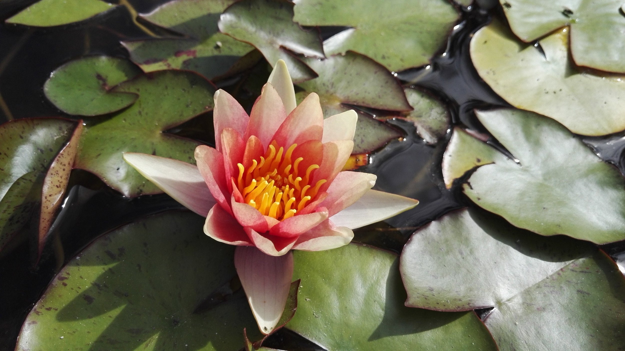 Nymphaea 'Sioux' Water Lily is a hardy variety suitable for USDA zones 4 to 10. It thrives in full sun, requiring at least 6 hours of direct sunlight daily to perform at its best
