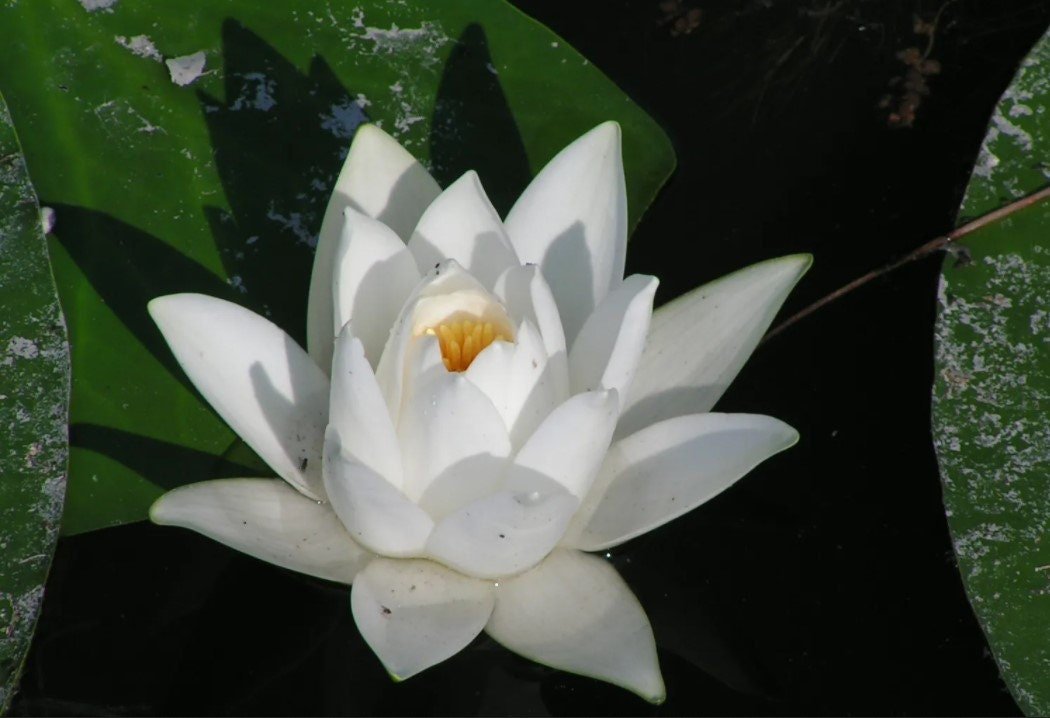 Nymphaea "Alba" Water Lily is a stunning aquatic plant known for its large, fragrant white flowers that float gracefully on the surface of ponds and water gardens.