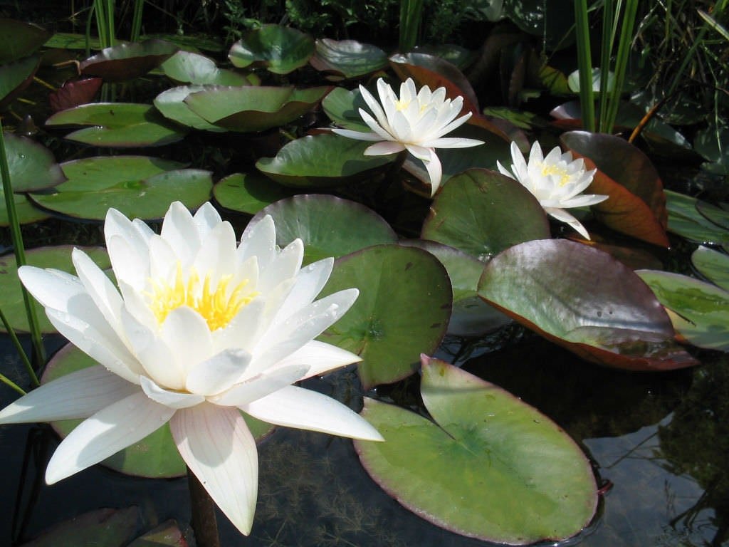 This plant features broad, round, green leaves that spread out over the water's surface, creating a natural shade for aquatic life.