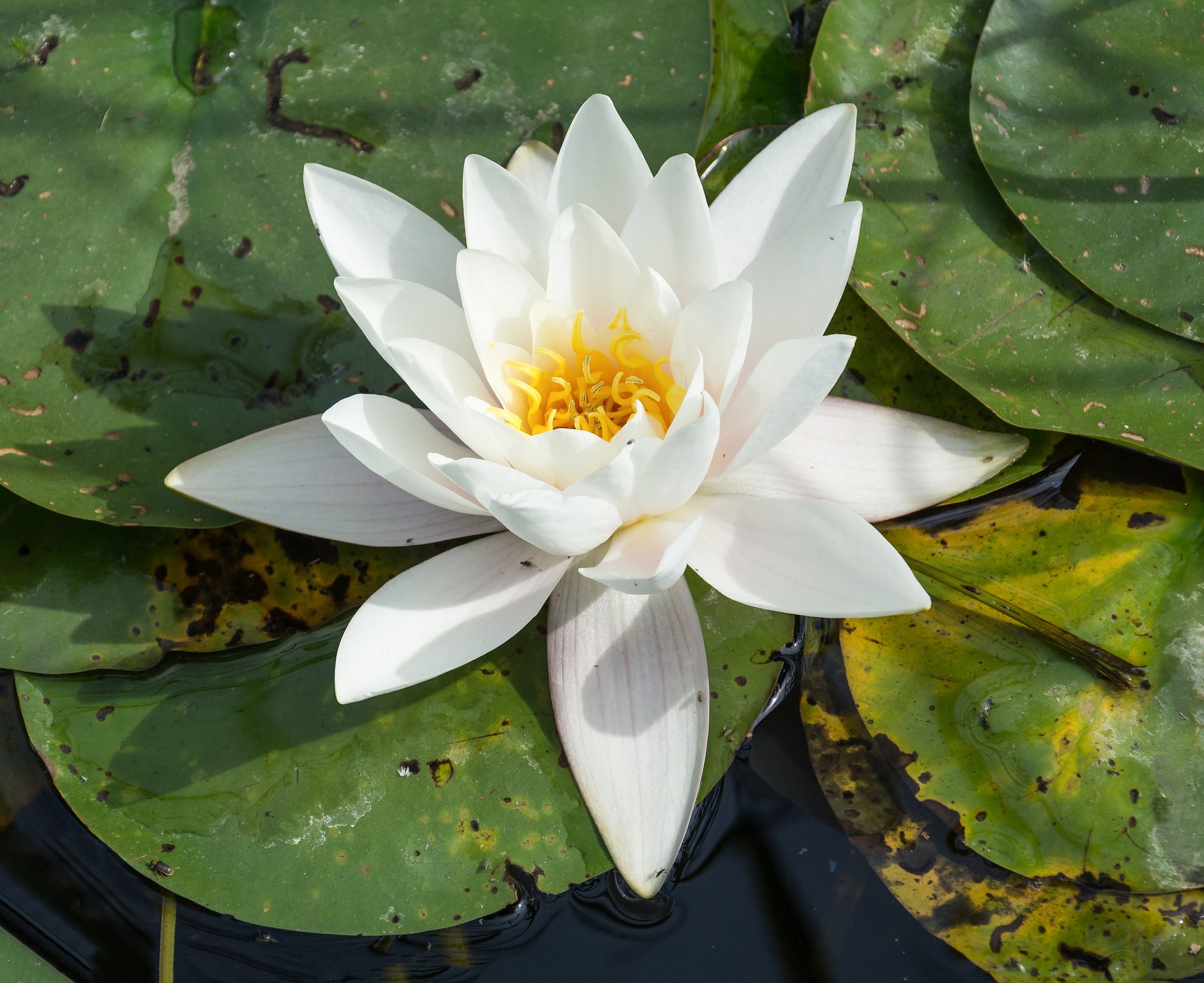 Its flowers, which bloom from late spring to early fall, open in the morning and close in the late afternoon, adding a touch of elegance to any water feature.