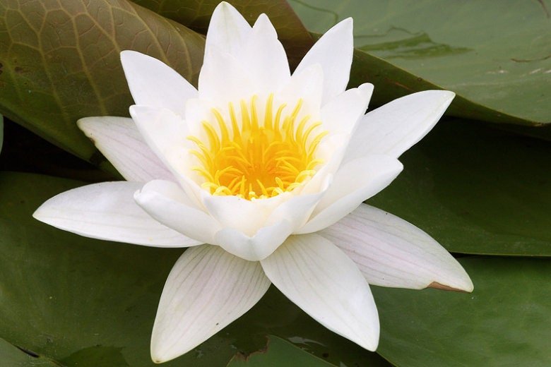 Nymphaea "Alba" Water Lily thrives in full sun and prefers still or slow-moving freshwater environments.