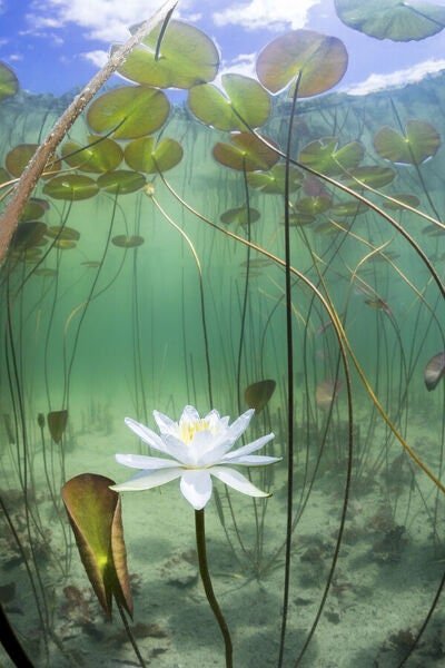 This plant provides a natural habitat and shelter for fish and other pond wildlife.