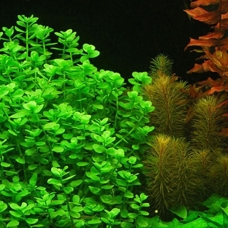 Its ability to absorb excess nutrients helps prevent algae growth, contributing to a balanced tank environment.