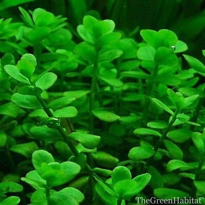 This plant can tolerate a wide range of water parameters, from soft to hard water, making it adaptable for different setups.