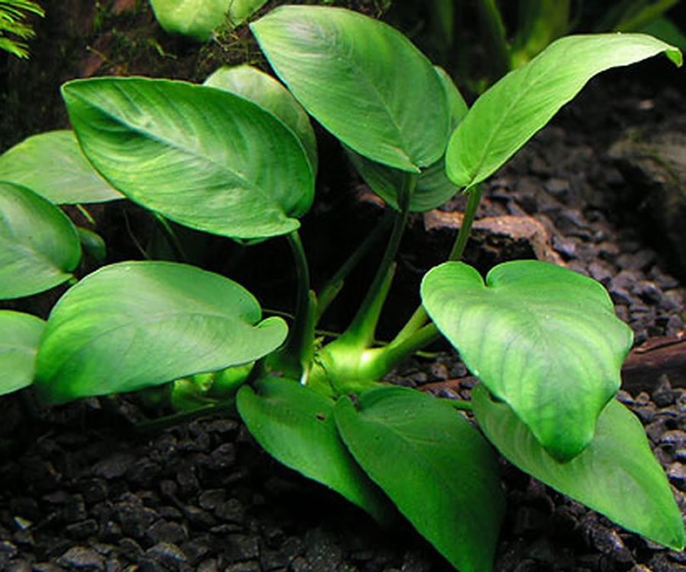 aquarium plant, aquatic plant