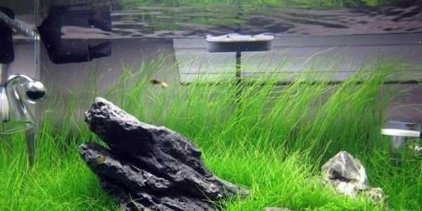 Dwarf Hairgrass (Eleocharis Parvula) is an ideal plant for aquascaping due to its ability to create a soft, green carpet in the foreground of tanks.