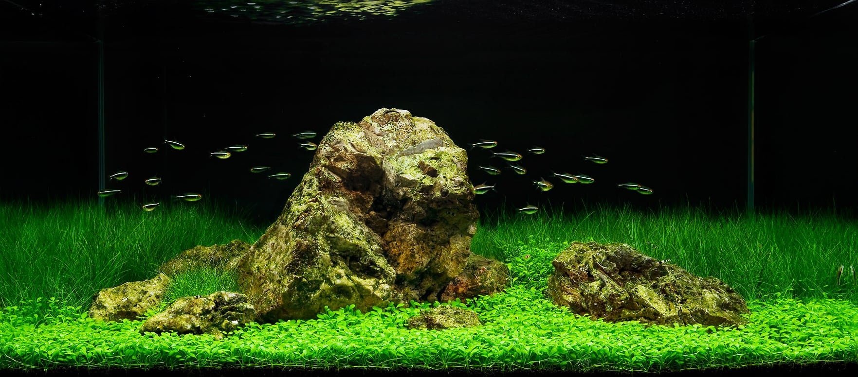 This plant is a perfect choice for nano tanks and larger aquariums alike, as its short stature fits well in small tanks while still creating an expansive, natural landscape in larger setups.