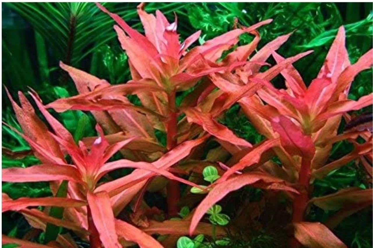This plant thrives in moderate to high light conditions, with higher light intensifying its red coloration.
