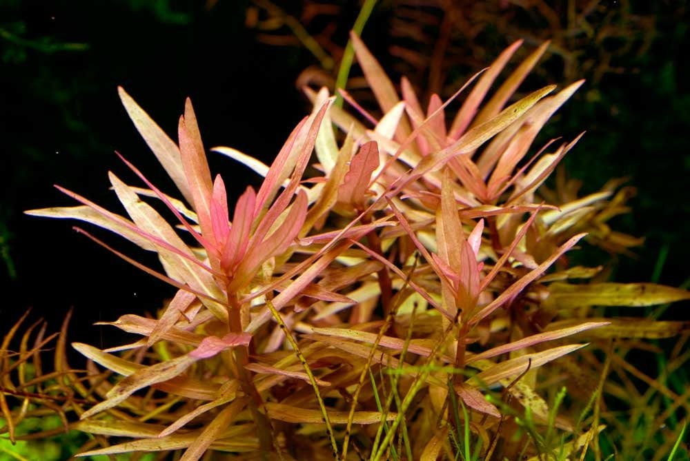 Ammania Gracilis requires nutrient-rich substrates and consistent fertilization