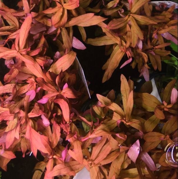 Ammania Gracilis is considered a moderately difficult plant to care for, making it suitable for more experienced aquarists who can provide the necessary conditions for its optimal growth.