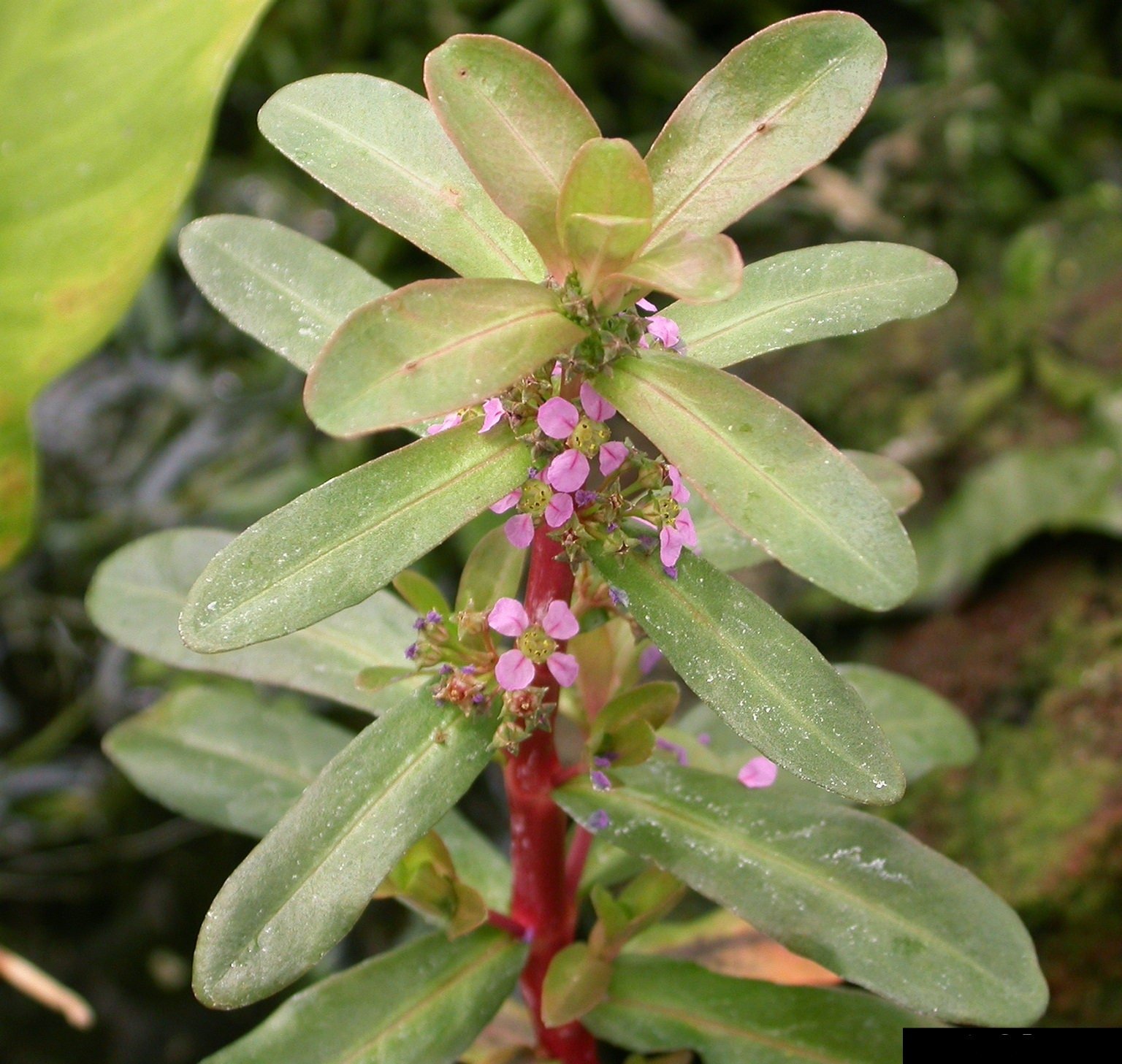 Ammania Gracilis serves as a great hiding spot for small fish and shrimp, offering them shelter among its dense, vibrant foliage.