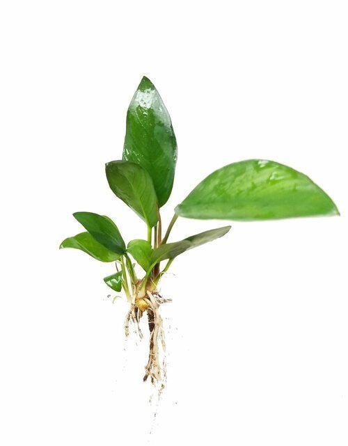 Anubias Frazeri is incredibly hardy and can tolerate a wide range of water conditions.