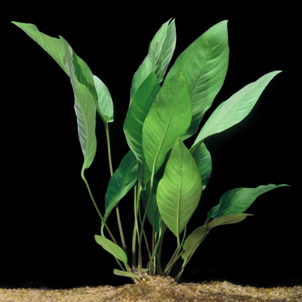 This plant is best suited for midground or foreground placement in aquascapes. Its strong, thick rhizome can be easily attached to rocks or driftwood, creating a natural, rooted look.