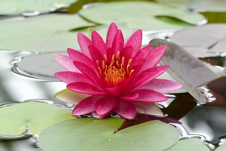 Nymphaea 'Attraction' Water Lily thrives in full sun, requiring at least 6 hours of sunlight per day to bloom at its best.