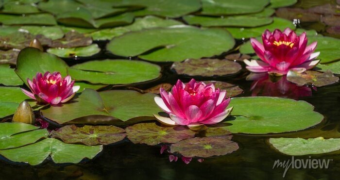This plant has large, round, green leaves that float on the water's surface, providing shade and cover for fish and other aquatic life.