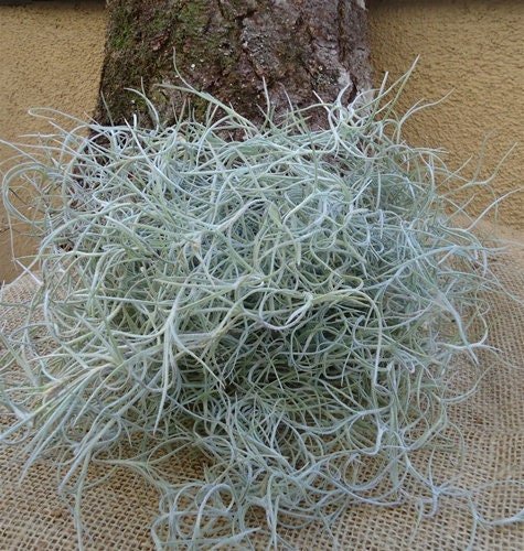 Spanish Moss - Live Spanish Moss Tillandsia Usneoides Hanging Air Plan –  Florida Shells And More