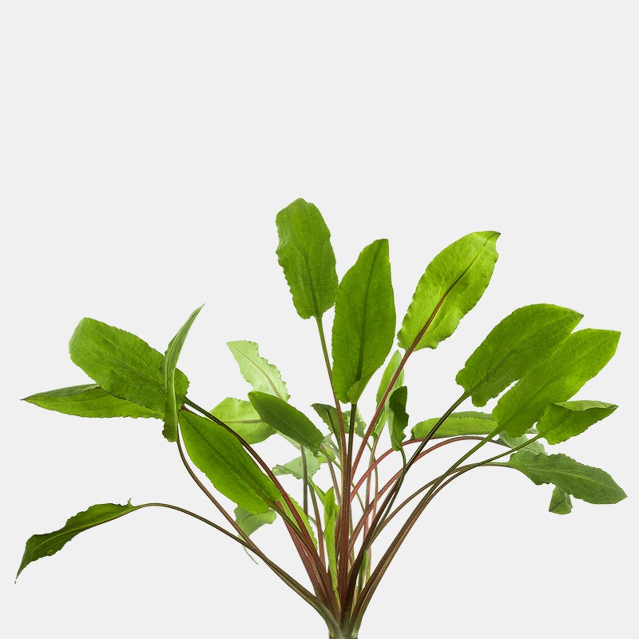 https://i.etsystatic.com/15392338/r/il/217262/3780497536/il_fullxfull.3780497536_fgb2.jpg
