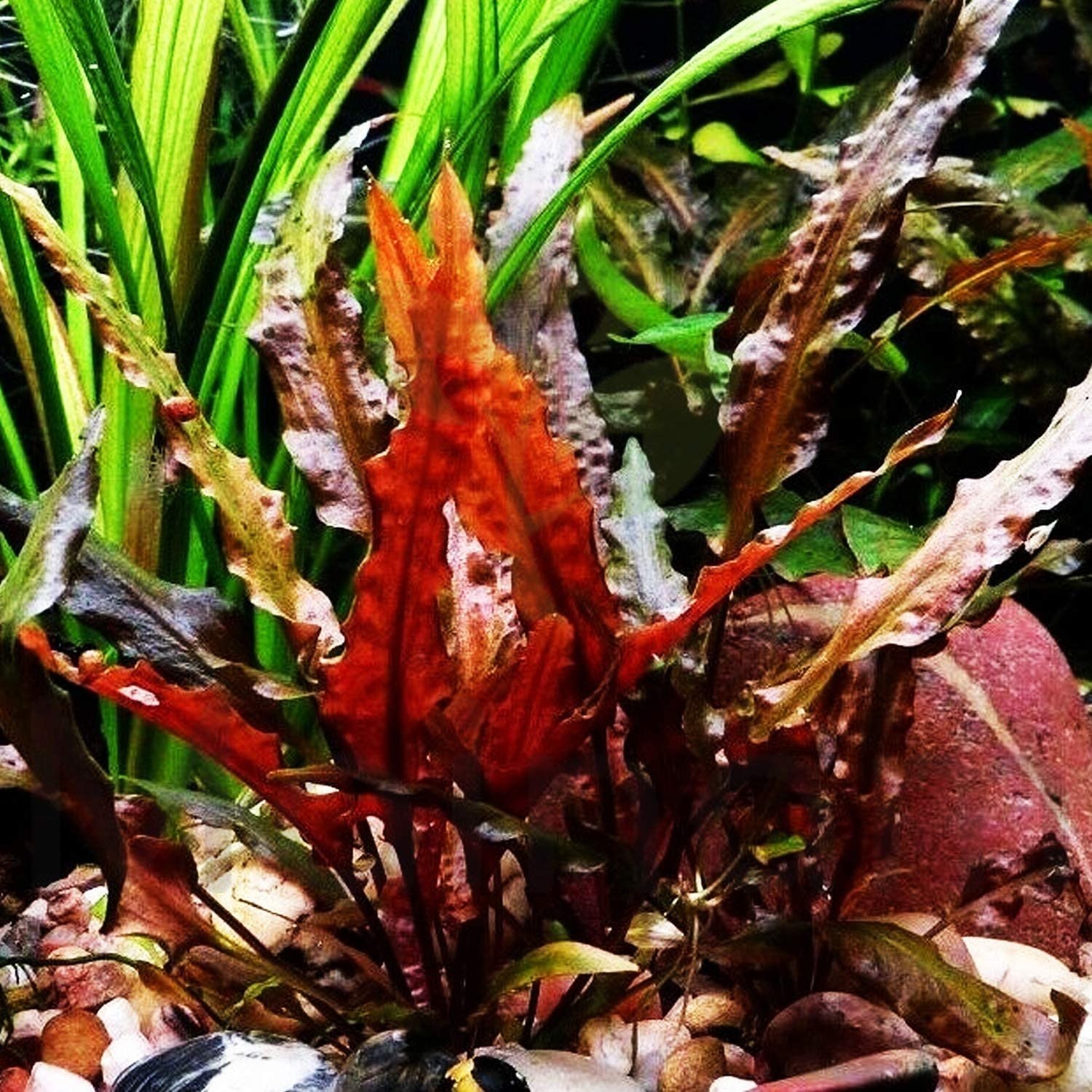 Cryptocoryne Wendtii 'Red' is characterized by its broad, wavy-edged leaves that can range from deep green to reddish-brown, depending on the lighting and water conditions.
