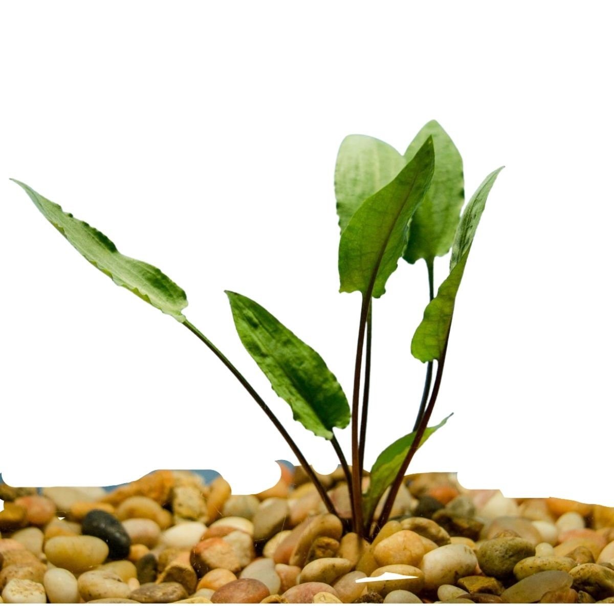 Cryptocoryne Wendtii 'Red' is adaptable to a wide range of water parameters.