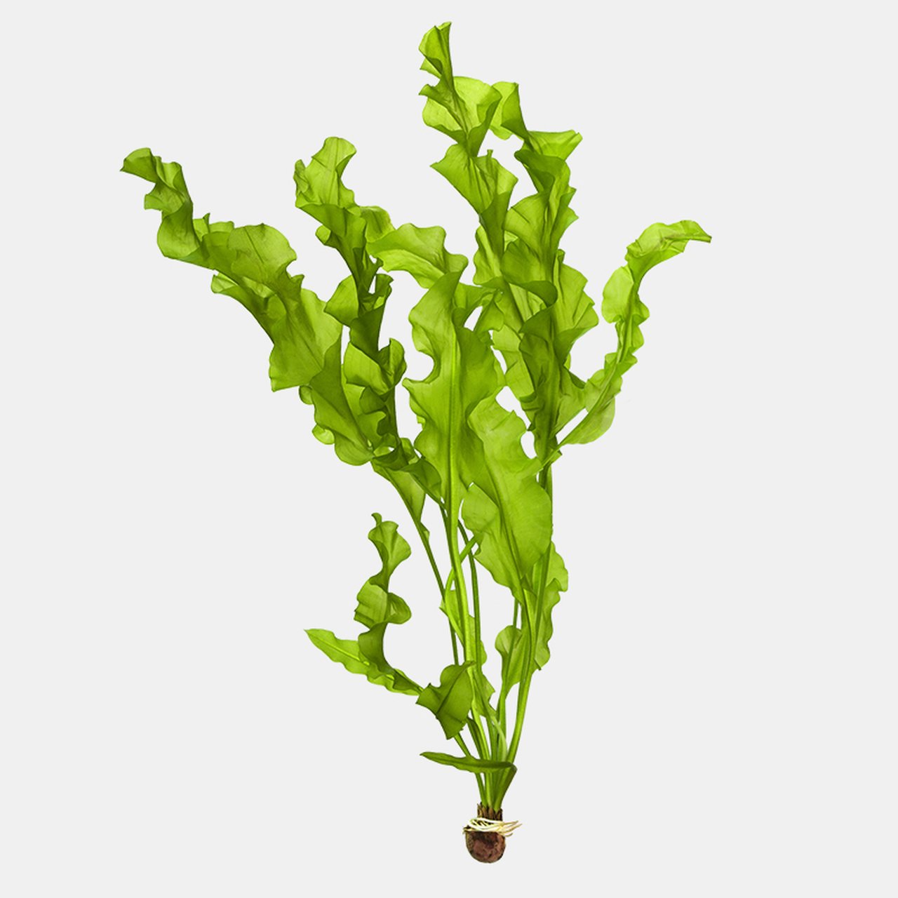 This plant thrives in moderate to high lighting and benefits from nutrient-rich substrates.