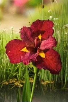 Iris 'Ann Chowning' 1.jpg