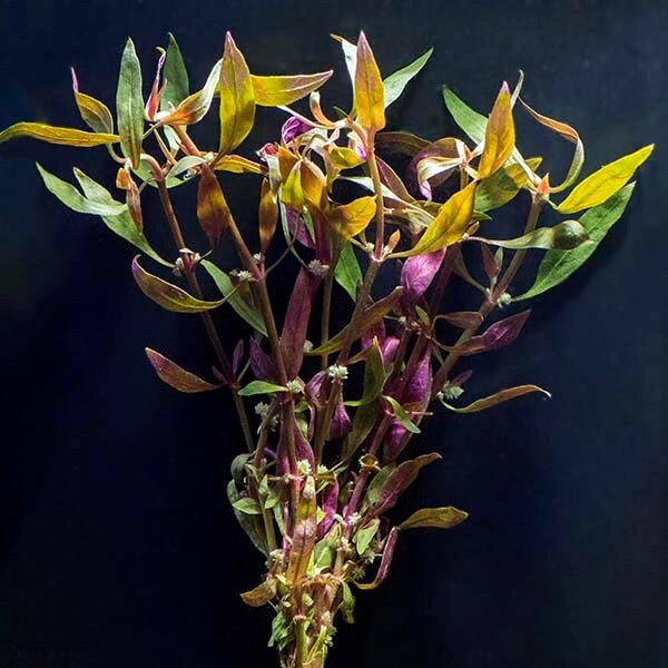 Telanthera (Alternanthera reineckii) thrives in moderate to high light conditions.