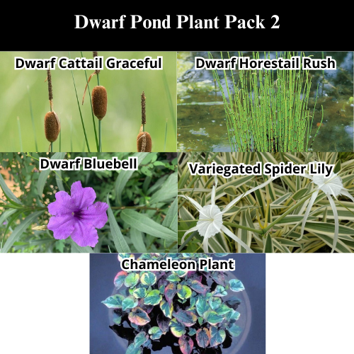 Dwarf Pond Plant Pack 2 ($75).png