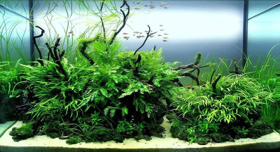 This plant anchors best to rocks, driftwood, or other hardscape elements, as its rhizome should not be buried in the substrate to avoid rot.