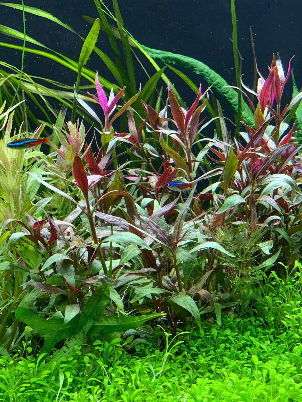 This plant prefers nutrient-rich substrates and benefits from regular dosing of liquid fertilizers, especially those high in iron.