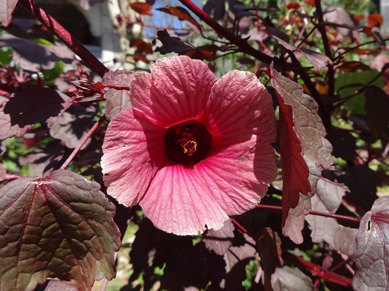Cranberry Hibiscus.jpg