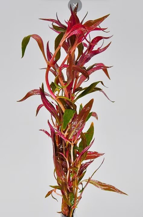 This plant is ideal for midground or background placement in aquariums due to its height, which can reach up to 20 inches.