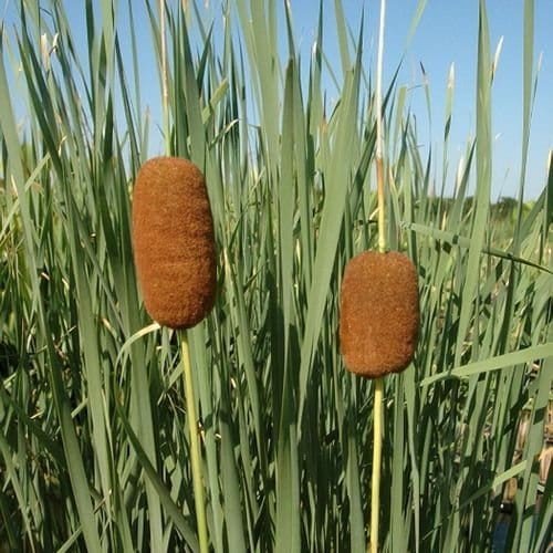 Its highly adaptable, making it suitable for a variety of water features, from small garden ponds to container water gardens.